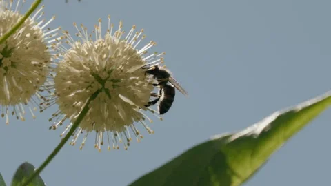A honey bee pollinates a round white buttonbush flower Vídeo Stock 338206259