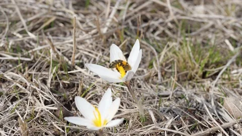 The honey bee pollinates the spring flowers of snowdrops. Stock Footage 150105295