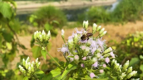 Honey bee pollinating and feeding nectar from purple Siam weed flower. Stock Footage 339644052