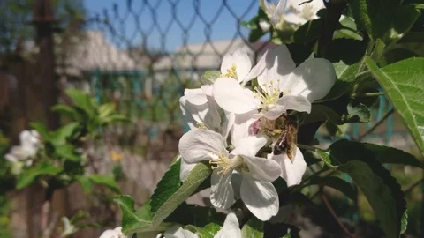 Honey Bee is pollinating apple flower blossom in garden on sunny spring day. Stock-Footage 90063572