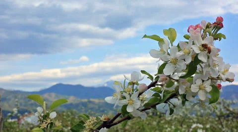 Honey bee pollinating an apple-tree in early spring. Stock Footage 62857605