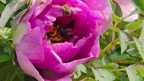 Honey Bee Pollinating Blooming Pink Peony Flower Close Up Video. Vídeo Stock 335081885