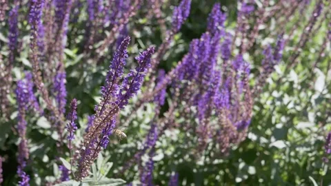 Honey Bee Pollinating Blooming Purple Sage Flowers in Sunny Garden Stock Footage 339087579