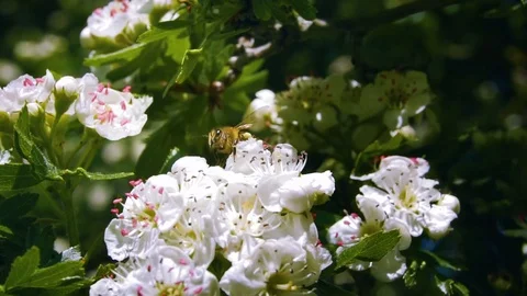 Honey bee pollinating blossoming trees Stock Footage 75926694