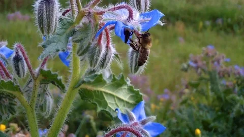 Honey Bee Pollinating Blue Borage Flower – Pollinator Wildlife Macro Stock Footage 106024765