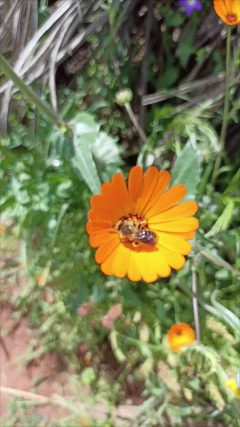 Honey Bee Pollinating Bright Orange Calendula Flower in Nature Stock-Footage 333473300