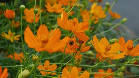 Honey bee pollinating bright yellow cosmos flower Stock Footage 336435406