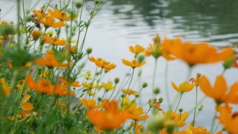 Honey bee pollinating bright yellow cosmos flower Stock Footage 336435409