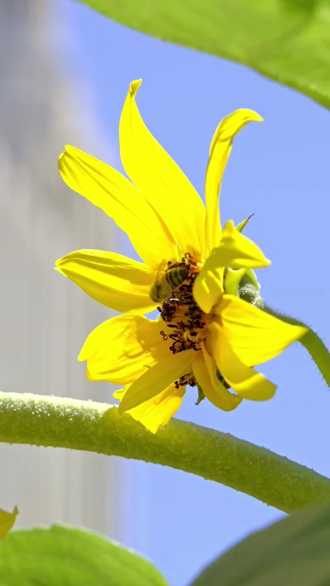 Honey Bee Pollinating Bright Yellow Flower in Sunlight Stock Footage 339647004