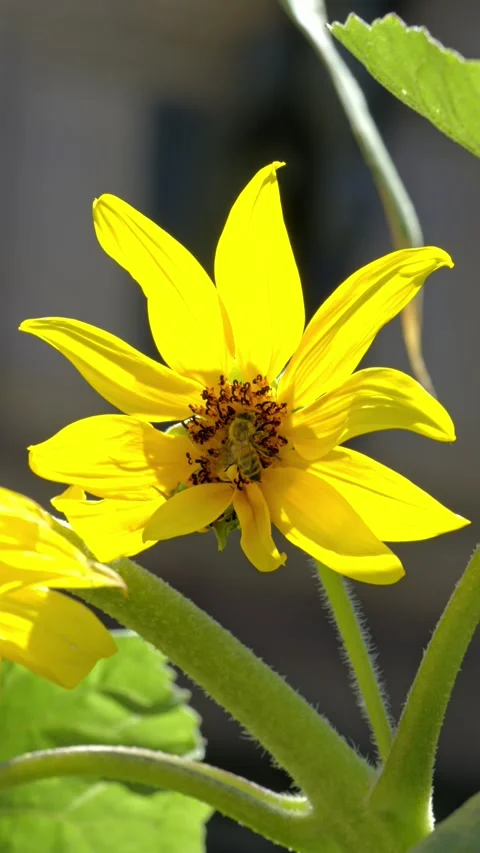 Honey Bee Pollinating Bright Yellow Flower in Sunlight Stock-Footage 339647005