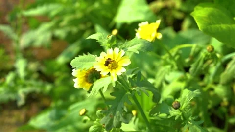 A Honey Bee Pollinating A Bright Yellow Flower In A Sunny Garden Setting Video stock 342220851