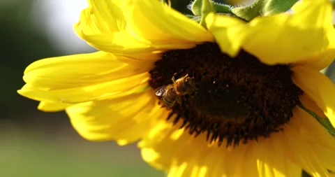 Honey bee pollinating bright yellow sunflower Stock Footage 346415430