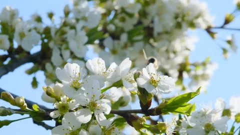 Honey Bee Pollinating Cherry Flowers on Tree in Spring Blossom. The process of Stock Footage 241678668