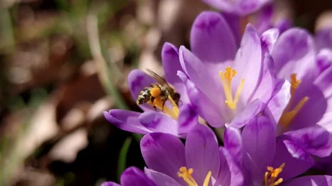 Honey Bee Pollinating Collecting Pollen From on a First Spring Flower - Crocus Stock Footage 73736341