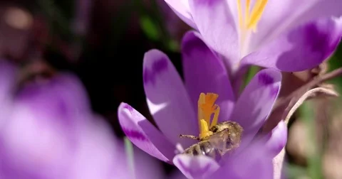 Honey Bee Pollinating Collecting Pollen From on a First Spring Flower - Crocus Stockbeeldmateriaal 73736690
