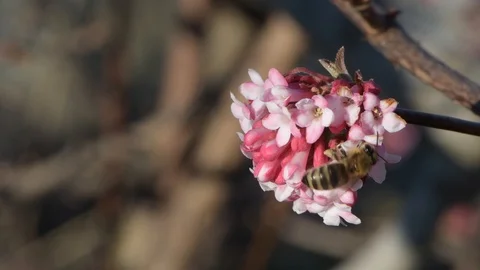 Honey bee pollinating early spring pink blossoms, 4k Video stock 96305244