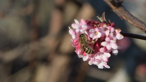 Honey bee pollinating early spring pink blossoms, 4k Stock Footage 96305276