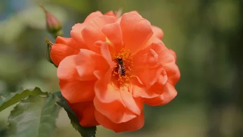 Honey bee pollinating a flower   Stock-Footage 112181308