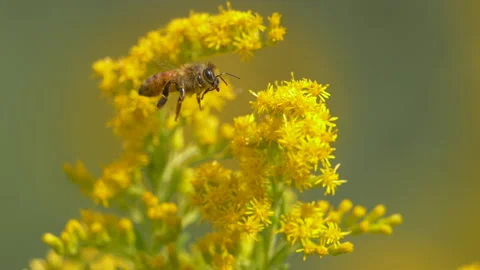 Honey bee pollinating flower Stock Footage 155431098