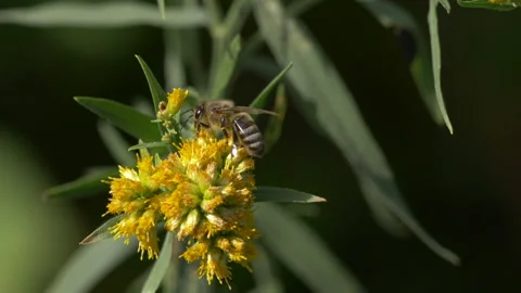 Honey bee pollinating flower Stock Footage 155432235