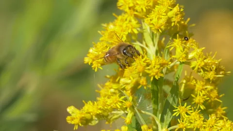 Honey bee pollinating flower Stock Footage 155434663
