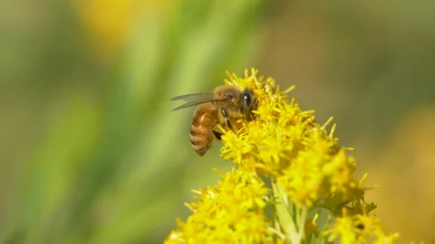Honey bee pollinating flower Stock Footage 155436834