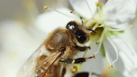 Honey bee pollinating a flower on a fruit tree, close-up, side view Видео 237215854