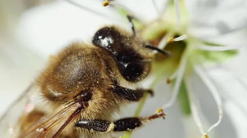 Honey bee pollinating a flower on a fruit tree, macro, side view Vídeos de archivo 237215900