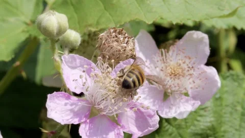 Honey bee pollinating on the flower of holy bramble Stock Footage