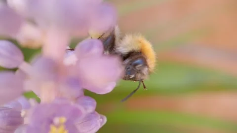 Honey Bee Pollinating Flower with Pollen Baskets Visible – Macro Video stock 137097268
