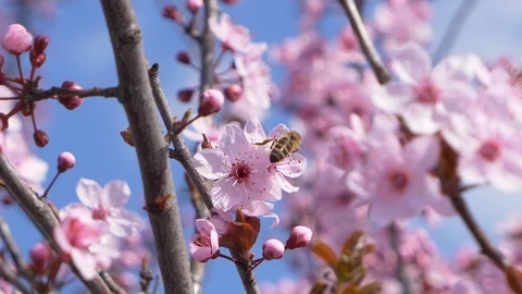 Honey bee Pollinating Flowers On A Tree In The Spring Stock Footage 105537160