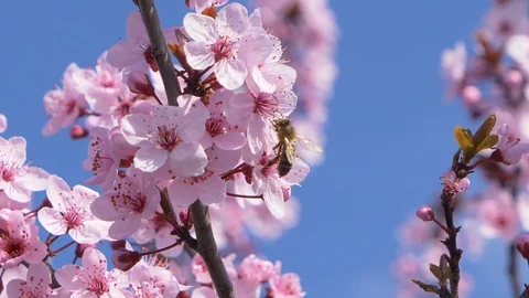 Honey bee Pollinating Flowers On A Tree In The Spring Stock Footage 105537203