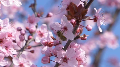 Honey bee Pollinating Flowers On A Tree In The Spring Stock Footage 105537850