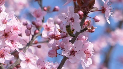 Honey bee Pollinating Flowers On A Tree In The Spring Stock Footage 105537851