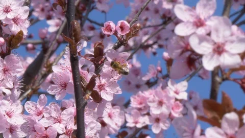 Honey bee Pollinating Flowers On A Tree In The Spring Stock Footage 105538011