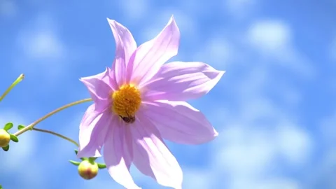 Honey bee pollinating Stock Footage 310086930