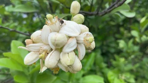 Honey Bee Pollinating Fragrant White Citrus Flowers In Spring 스톡 동영상 334826744