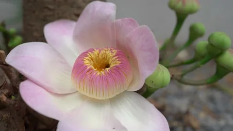 Honey Bee Pollinating Inside Blossom Pink Gustavia Gracillima Flower Stockbeeldmateriaal 170746607