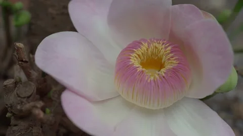 Honey Bee Pollinating Inside Blossom Pink Gustavia Gracillima Flower. Vídeo Stock 170746646