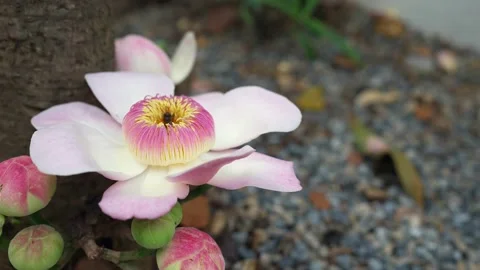 Honey Bee Pollinating Inside Blossom Pink Heaven Lotus Flower In Summer. Vídeo Stock 170863867