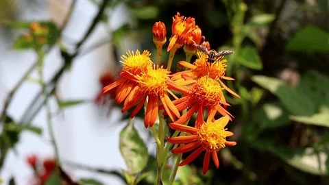 Honey bee pollinating Mexican Flame Vine (Orange Glow Vine) flower. Stock Footage 317867848