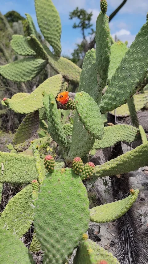 Honey Bee Pollinating Orange Prickly Pear Cactus Flower - Jaragua National Park Stock Footage 330909343