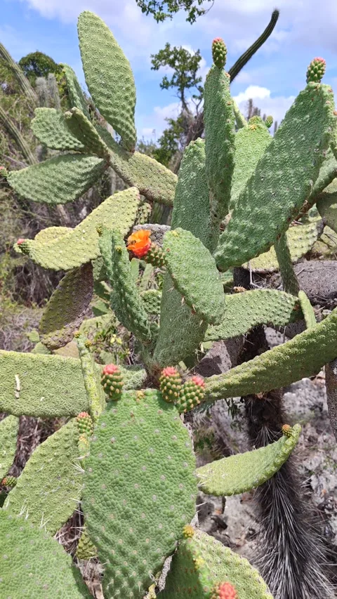 Honey Bee Pollinating Orange Prickly Pear Cactus Flower - Jaragua National Park Vidéo 330976694