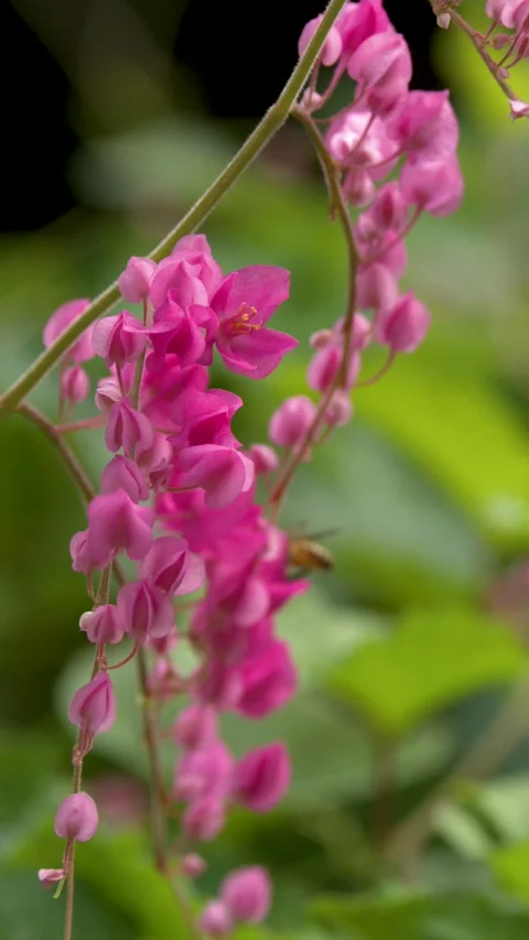 Honey Bee Pollinating Pink Antigonon Leptopus Flowers Stock Footage 331048746