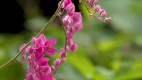 Honey Bee Pollinating Pink Antigonon Leptopus Flowers in a Tropical Garden Stock Footage 331503620