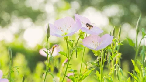 Honey bee pollinating pink evening primrose flowers in a sunlit summer meadow Stock Footage 342220637