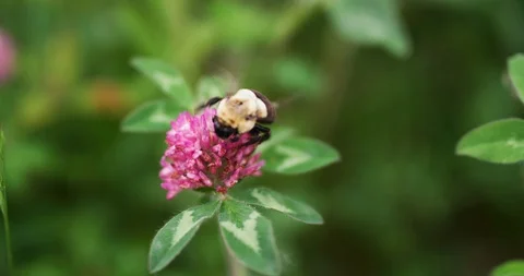 Honey bee pollinating on pink flower Stock Footage 101218174