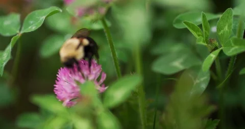 Honey bee pollinating on pink flower Stock Footage 101219653