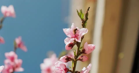 Honey bee pollinating pink peach blossoms in Spring. Stock Footage 151968417