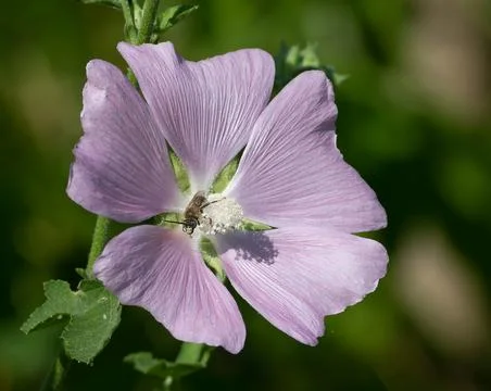 Honey Bee pollinating Pink Tree Lavatera (Lavatera thuringiaca) flower in s.. Stock-Fotos